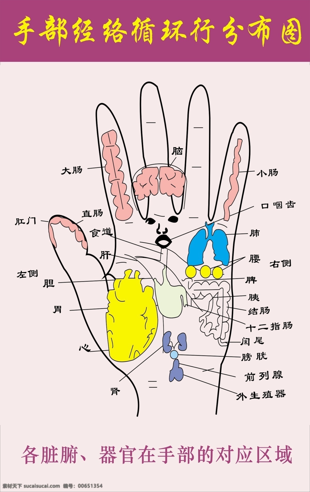 手部 经络 分部 图 穴位 健康 海报 白色