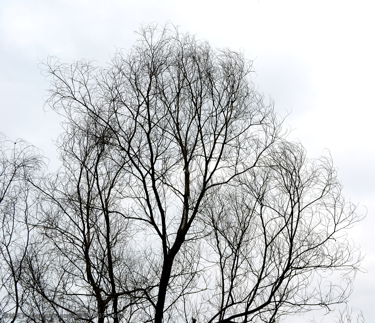 树枝 树木剪影 装饰背景树枝 画意树枝 蓝天和树枝 白云和树枝 干树枝 树枝图片 树枝剪影图片 自然景观 自然风景