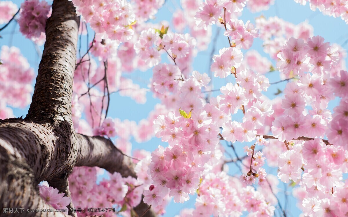 樱花树开花 樱花开放 绽放 粉色 一朵朵花 美丽 蓝色 梦幻 风景 生物世界 花草