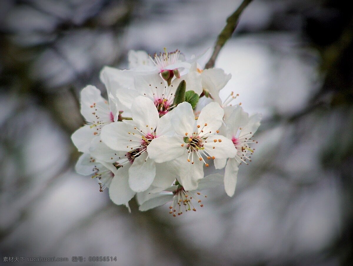 唯美 白色 樱花 高清 日本 白色樱花 白色花朵 花簇