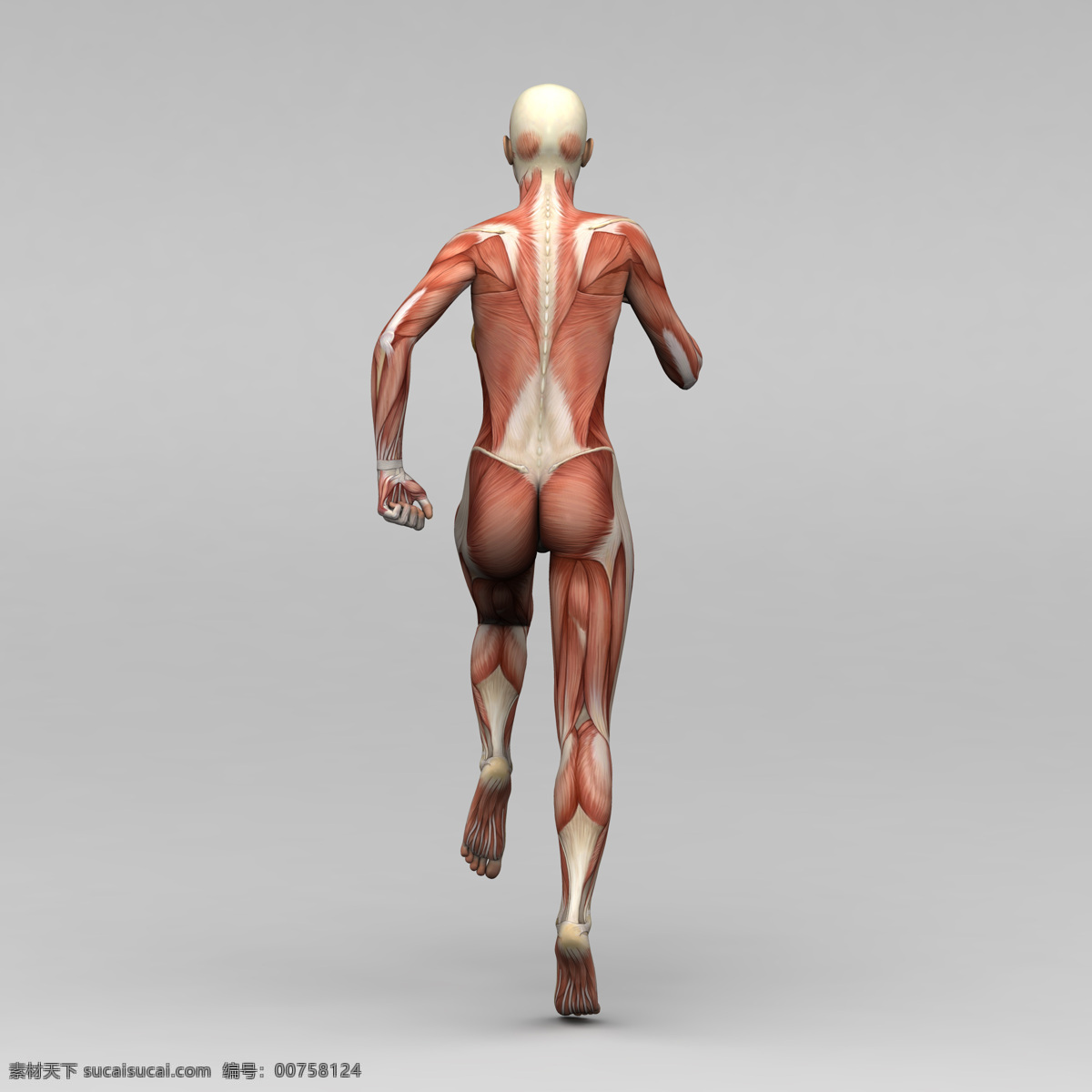 运动 女 背部 肌肉 组织 女性 人体 素描画 人体肌肉器官 肌肉结构 人体解剖学 其他人物 人物图库 医疗护理 现代科技