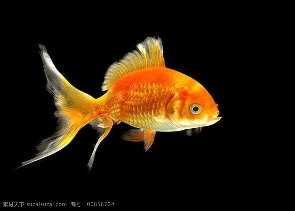 金鱼图片 金鱼 小金鱼 金色 橙色 动物