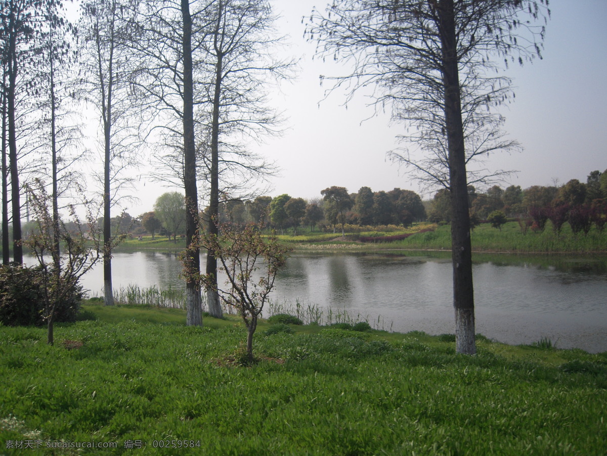 湿地公园 湿地 太湖湿地 太湖风景 太湖 公园风景 湖泊 树木 大自然 自然风景 绿色风景 无锡湿地公园 无锡风景 自然景观 灰色