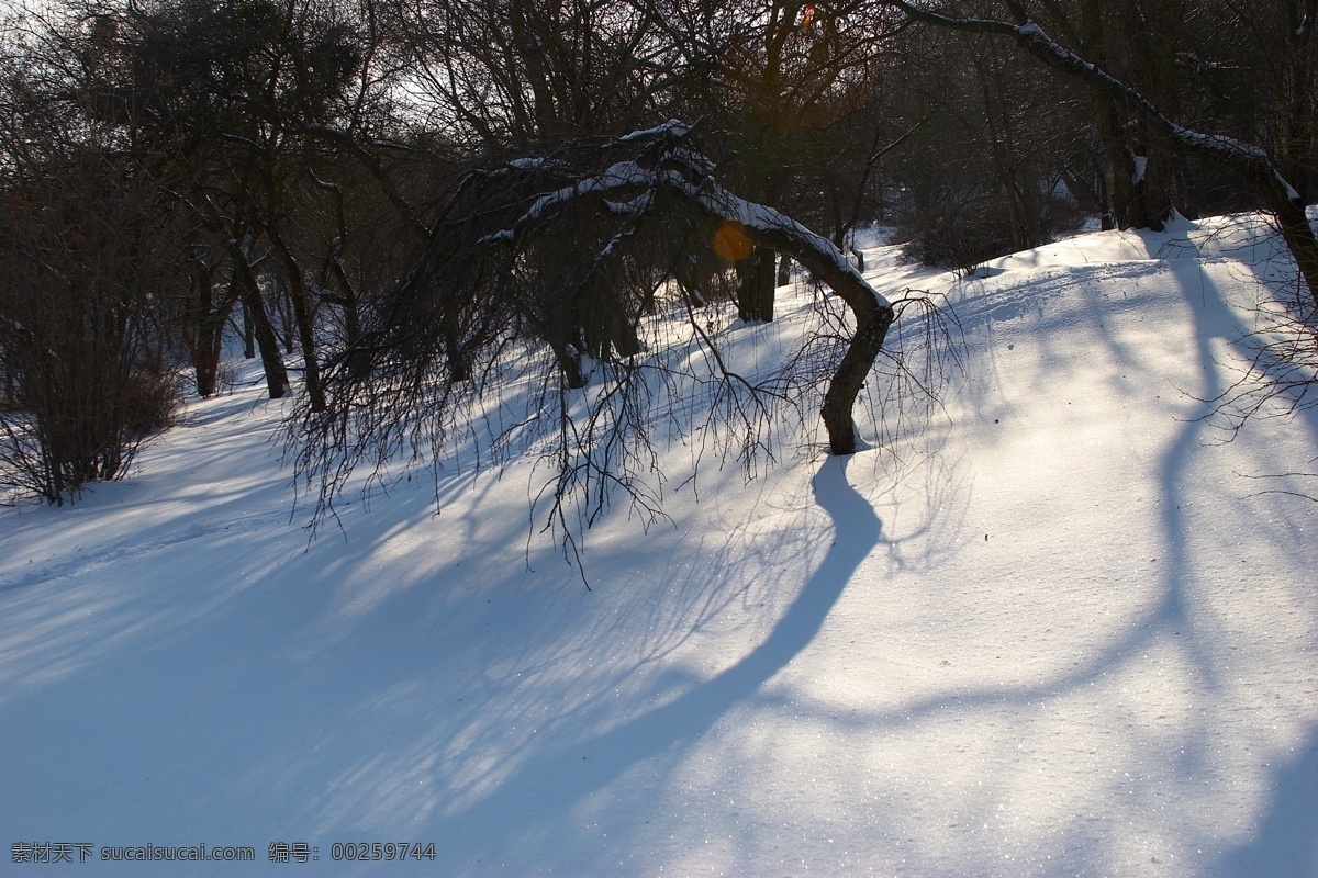 冬季雪景 冬天雪景 冬季 美丽风景 美丽雪景 白雪 积雪 风景摄影 树木 树林 雪地 自然风景 自然景观 黑色