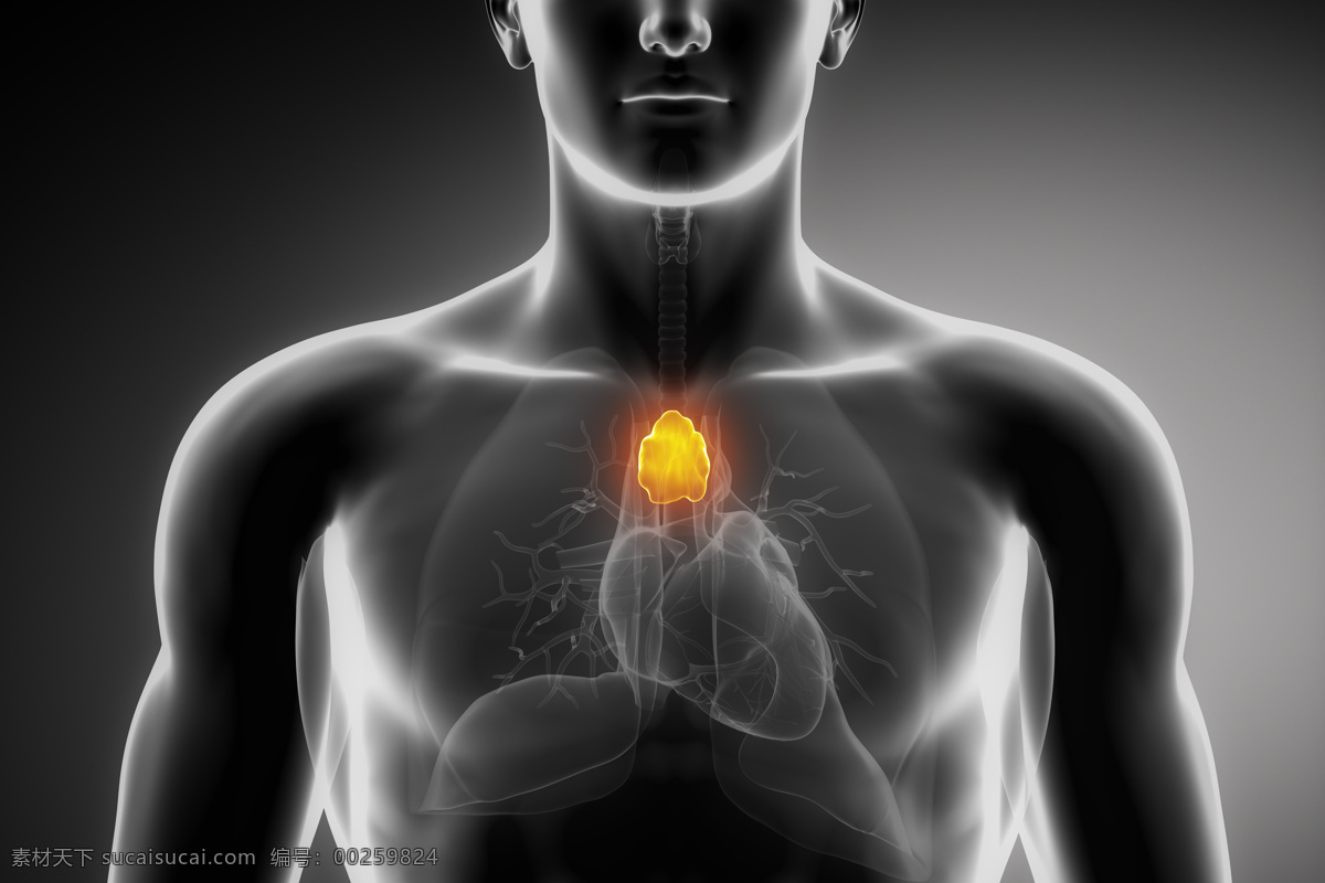 男性 心脏 器官 心脏器官 男性人体器官 医疗科学 医学 人体器官图 人物图片