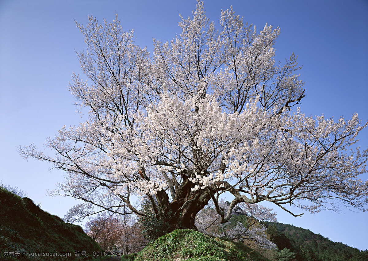 杏花树 树干 秋天的树林 秋林 秋景 树枝 枝丫 山林 树林 树木 深林 生物世界 树木树叶