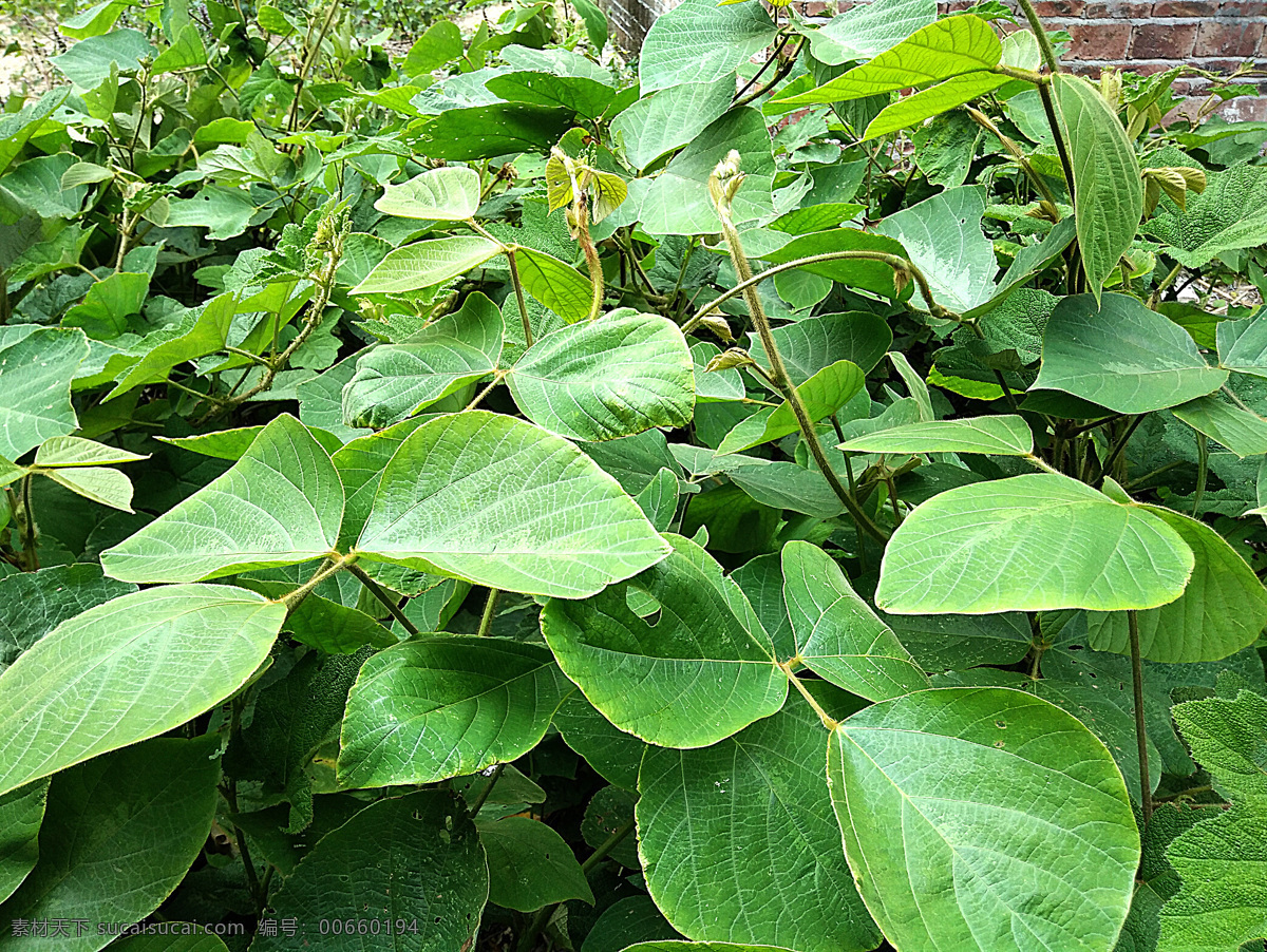 葛根 葛根藤 粉葛 葛粉 中草药葛根 草药 中草药 益母草图片 红艾 红色艾草 干益母草 生益母草 治痛经 药用植物 药材 蓷 茺蔚 坤草 九重楼 云母草 森蒂 特写 近拍 中药草 全草可入药 药草 生物世界 本草纲目 花草