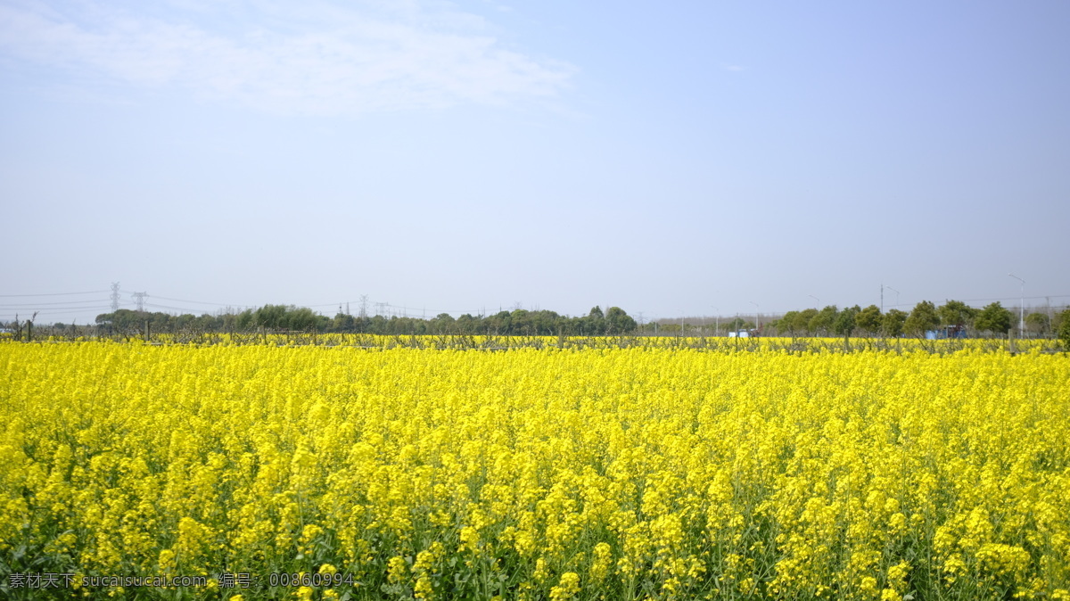 奉贤 油菜花节 春天的颜色 黄色有菜花 春日气息 自然景观 自然风光