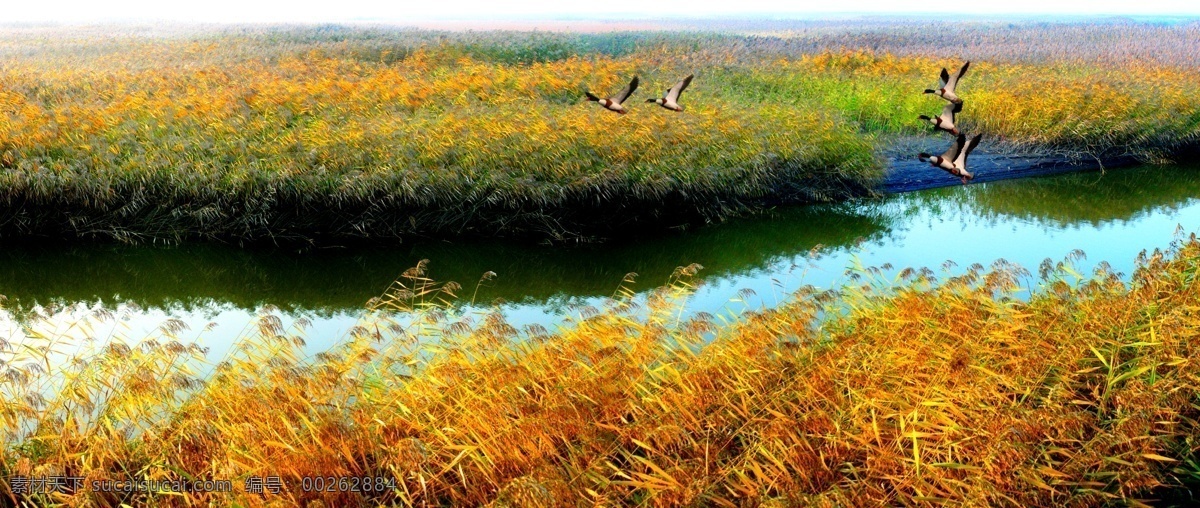 秋天的苇海 芦苇 黑嘴鸥 辽河入海口 苇海 金黄色 秋天 摄影图 自然景观 自然风景 黑色