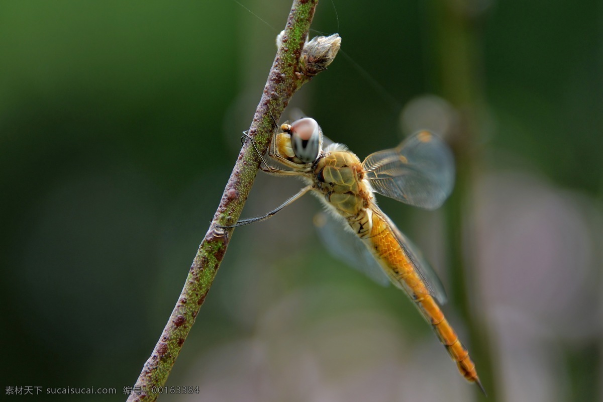 蜻蜓 昆虫 生物世界 无脊椎动物 昆虫纲 蜻蜓目 节肢动物门