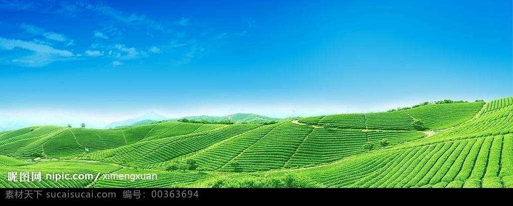 万亩茶山风光 万亩 茶山 风光 茶叶 茶艺 茶具 自然 绿色 春天 美丽 天空 分层 风景 源文件库