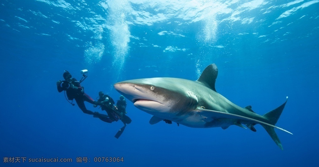 鲨鱼 白沙 白鲨 大白鲨 鲛 鲛鲨 沙鱼 鱼翅 鲨鱼翅 食人鲨 鲸鲨 虎鲨 生物世界 海洋生物