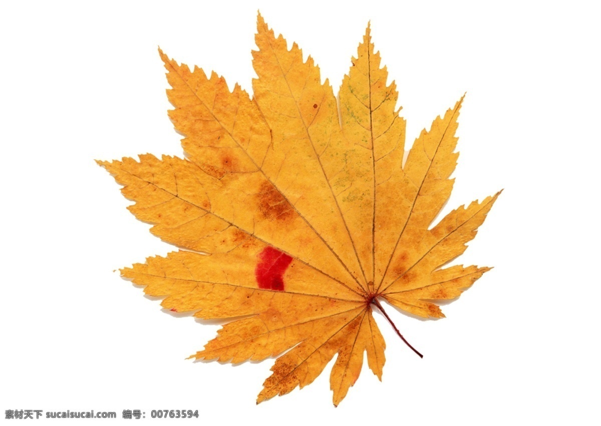 植物 叶片 枫叶 红叶 叶子 自然 psd源文件