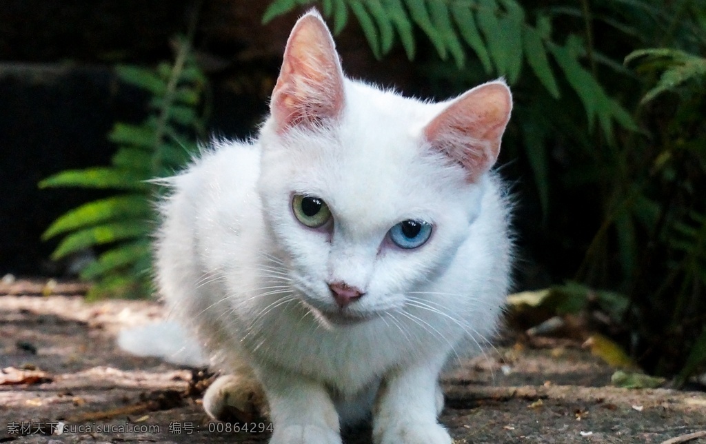 双色瞳白猫 潮州西湖 流浪猫 白猫 蓝绿色双瞳 波斯猫 野外动物 旅游摄影 国内旅游