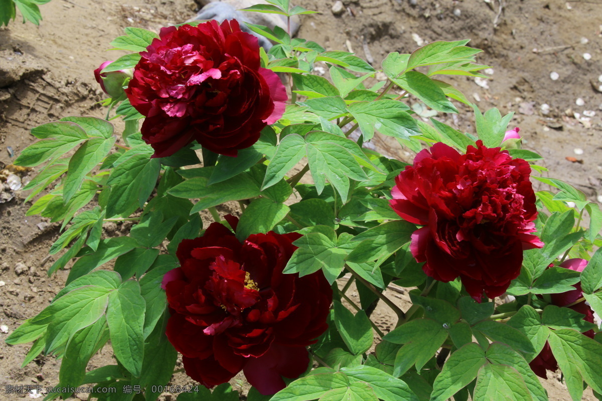 牡丹花 牡丹 观赏花卉 鼠姑 木芍药 百雨金 洛阳花 花朵 花瓣 花蕊 花卉 花儿 花草 植物 园林绿化 绿化景观 芍药牡丹 生物世界