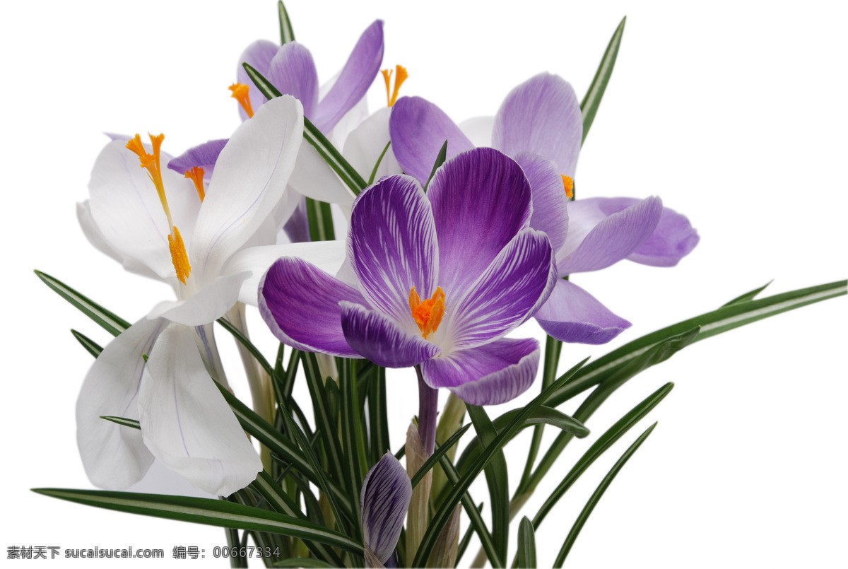 束 小 清新 兰花 高清 小清新 白色兰花 紫色兰花 兰花品种 唯美花朵