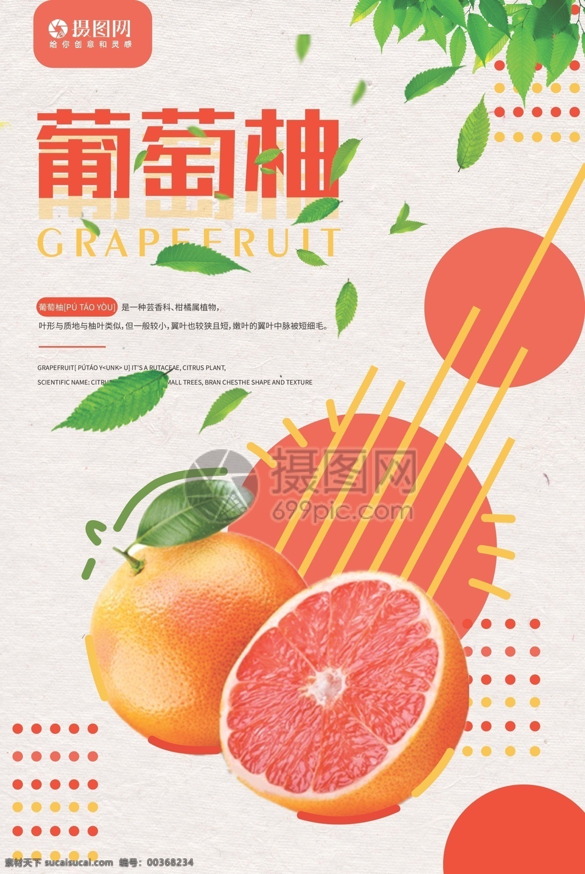 新鲜 葡萄柚 水果 促销 海报 西柚色 粘贴设计 宣传海报 营养 健康 绿色 维生素 黄色 红色 果肉 促销海报