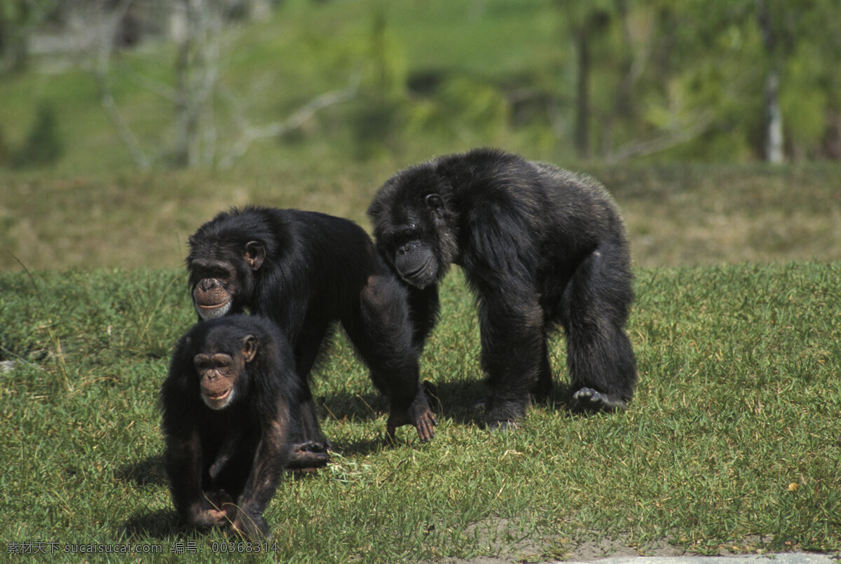 三 只 黑猩猩 大猩猩 幼仔 野生动物 动物世界 摄影图 陆地动物 生物世界