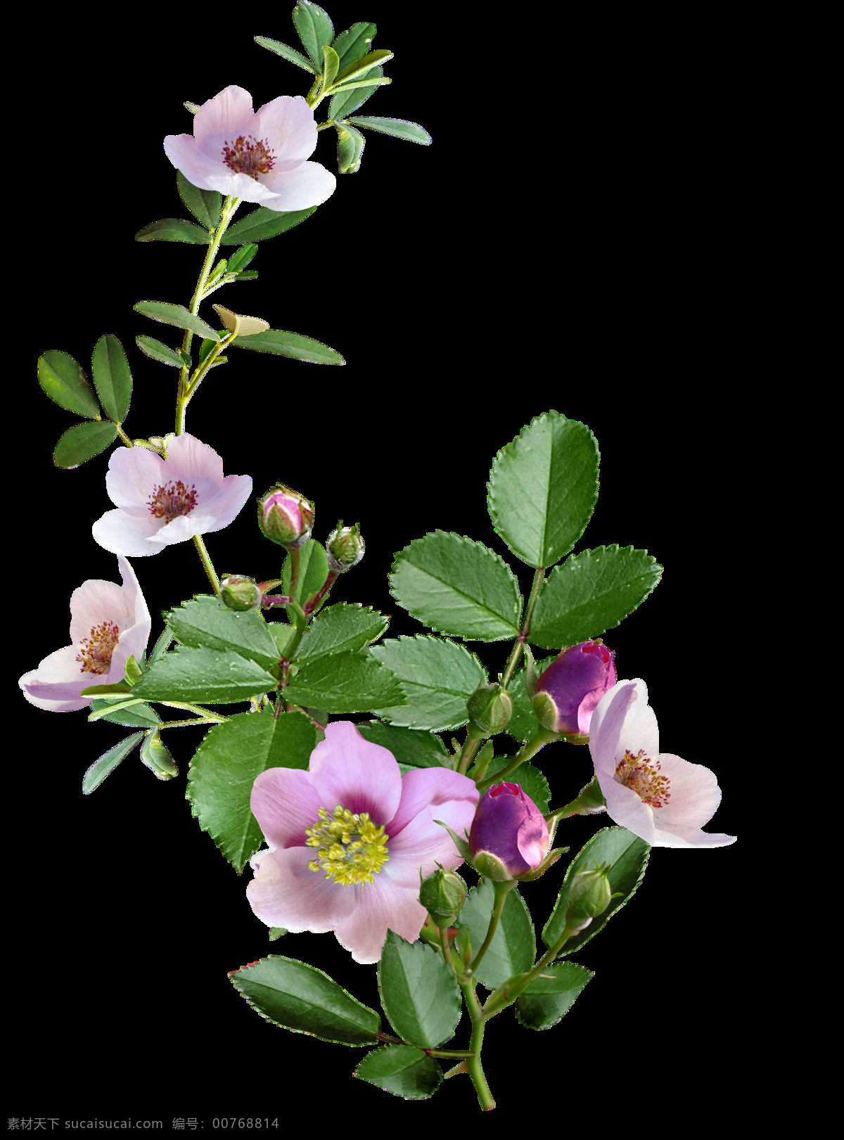 生机勃勃 植物 鲜花 透明 紫色 绿叶 花枝 花蕊 透明素材 免扣素材 装饰图片
