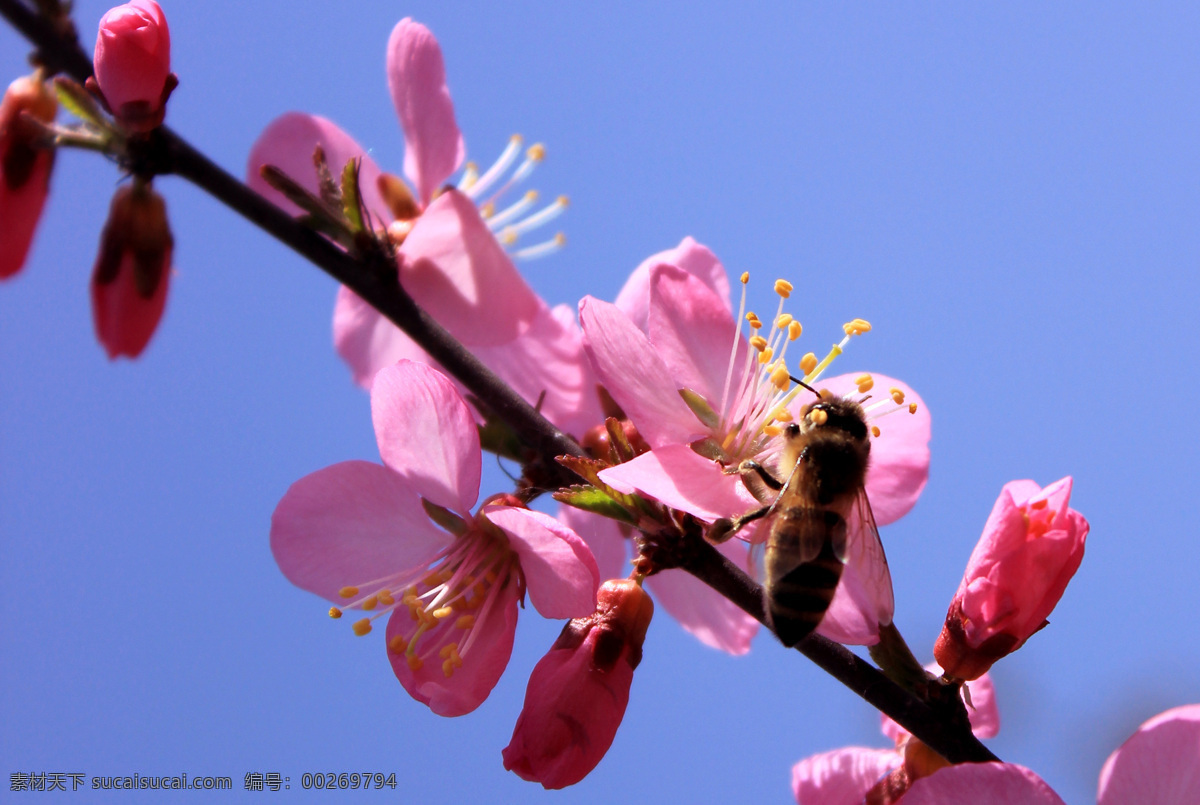 桃花 蜜蜂 报春 对角线构图 粉红 自然景观 田园风光