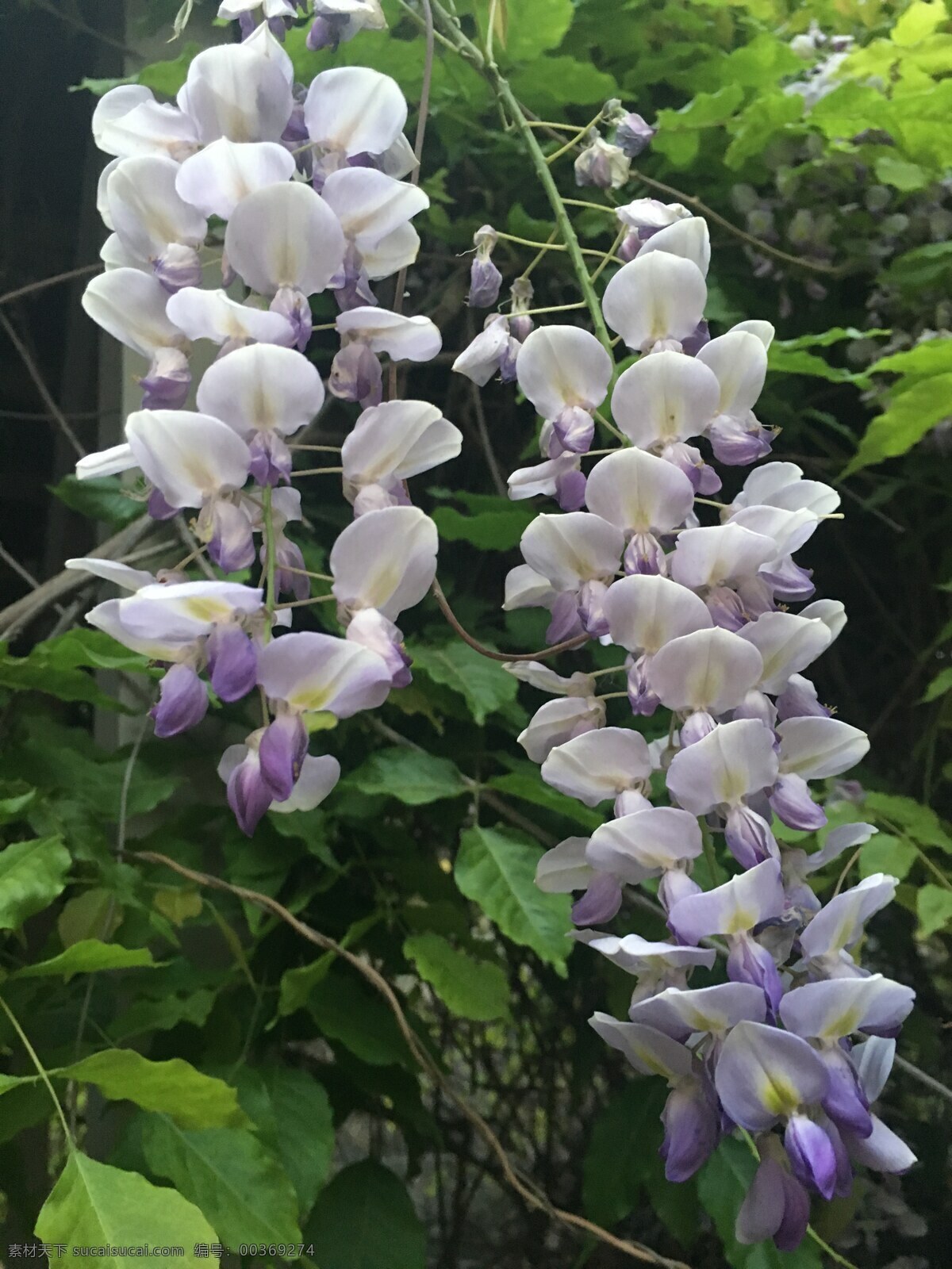 紫藤 花朵 花卉 春天 春意 天津 自然景观 自然风景