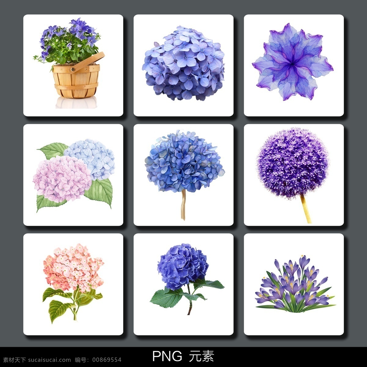 紫色花元素 花 紫色花 蓝色花 蓝紫色花 花朵 花朵素材 花卉元素 花卉素材 花卉图片 png元素 分层