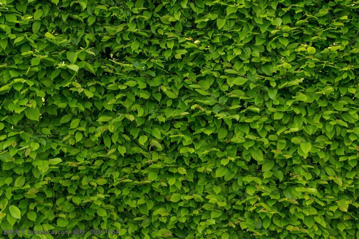 绿色背景墙 绿色 爬墙 树叶 密集 嫩绿 生长 希望 背景图 自然景观 自然风景