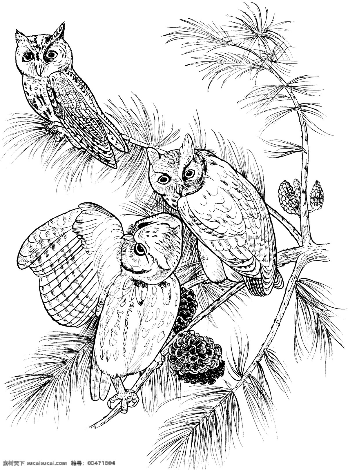 鸟类素描 动物素描 动物手绘画 设计素材 动物专辑 素描速写 书画美术 白色