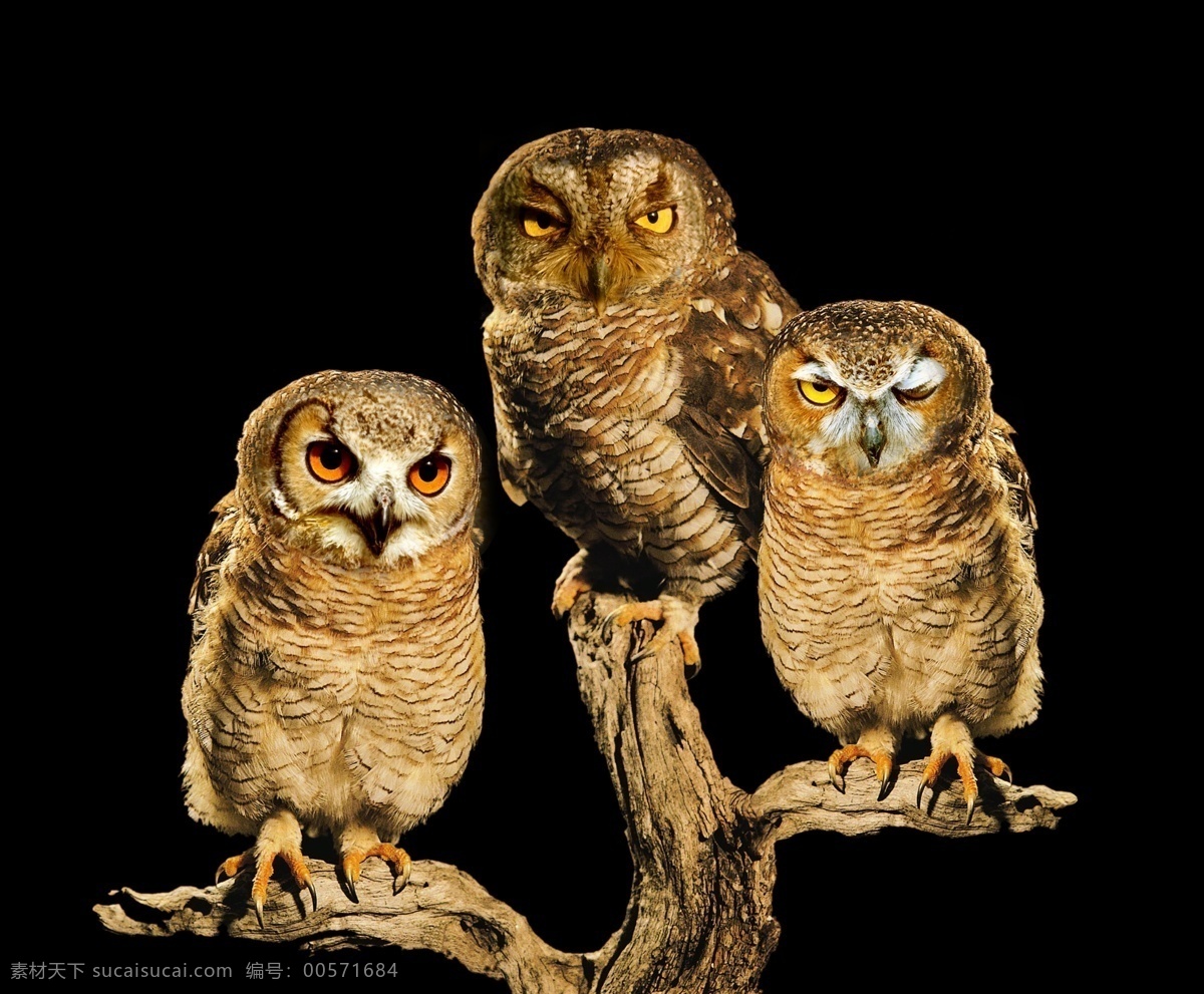 三只猫头鹰 猫头鹰 表情 树根 锋利 爪子 平面设计 布料 印刷 生物世界 野生动物