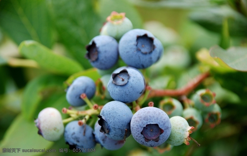 蓝莓 蓝梅 笃柿 都柿 甸果 笃斯 越桔 地果 龙果 蛤塘果 水果 生物世界