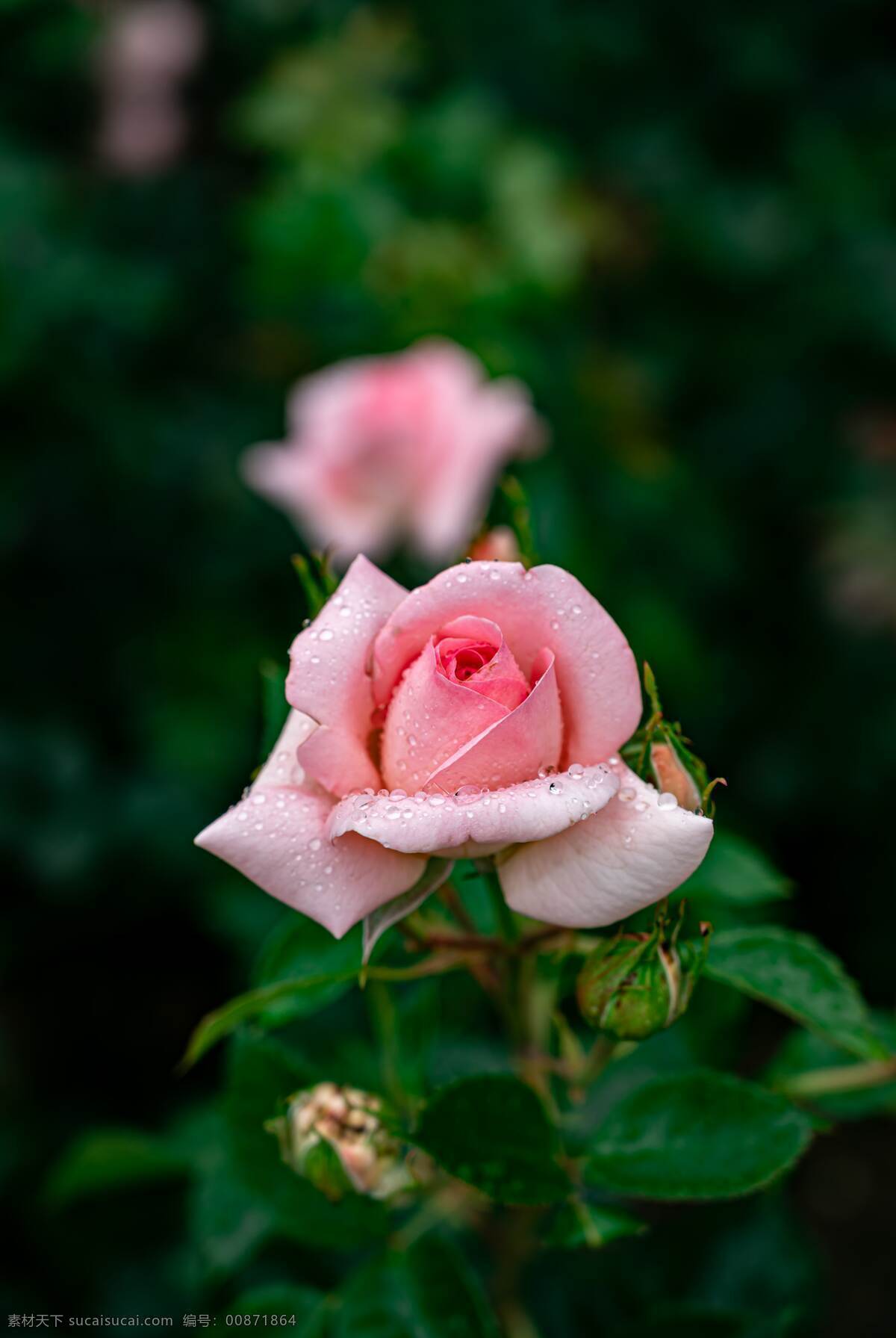 月季图片 月季 玫瑰 粉玫瑰 欧月 花朵 鲜花 蔷薇 花 唯美背景 浪漫背景 小清新 节日花朵 生物世界 花草