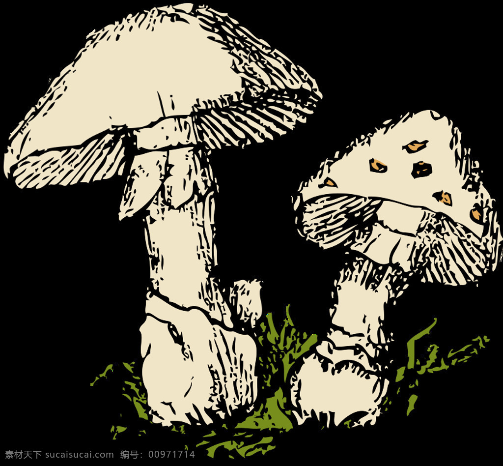 两个 蘑菇 森林 食品 颜色 真菌 混音 你的问题 插画集