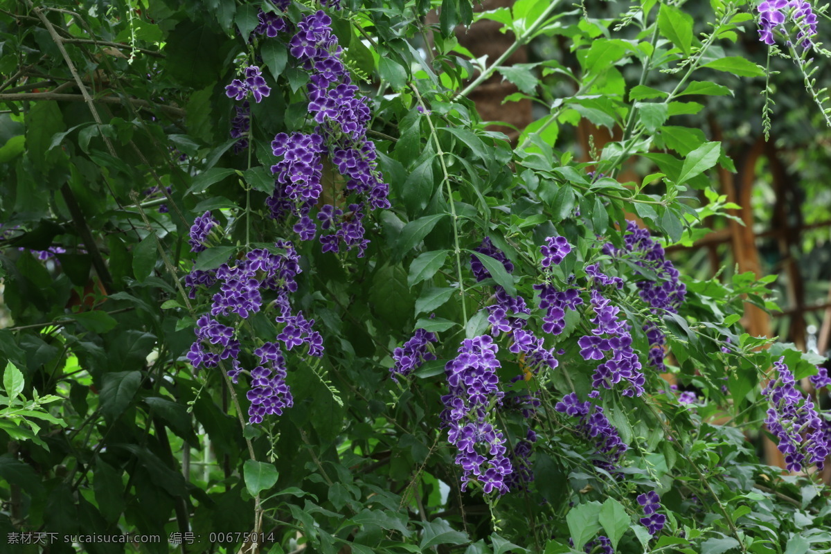假连翘 番仔刺 篱笆树 洋刺 花墙刺 观赏花卉 花草 花儿 花朵 花骨朵 花卉 植物 园林绿化 绿化景观 花卉大观园 生物世界