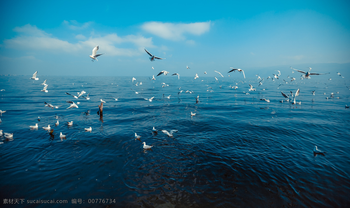 大理 洱海 海鸥 海鸟 蓝色海水 高清照片 生物世界 海洋生物