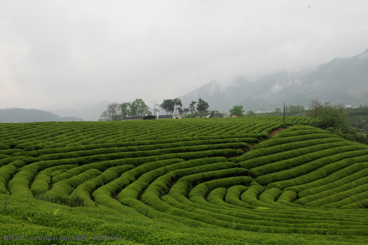 茶园 雨中茶园 美丽的茶园 雾中茶园 绿色茶园 春天的茶园 田园风光 自然景观