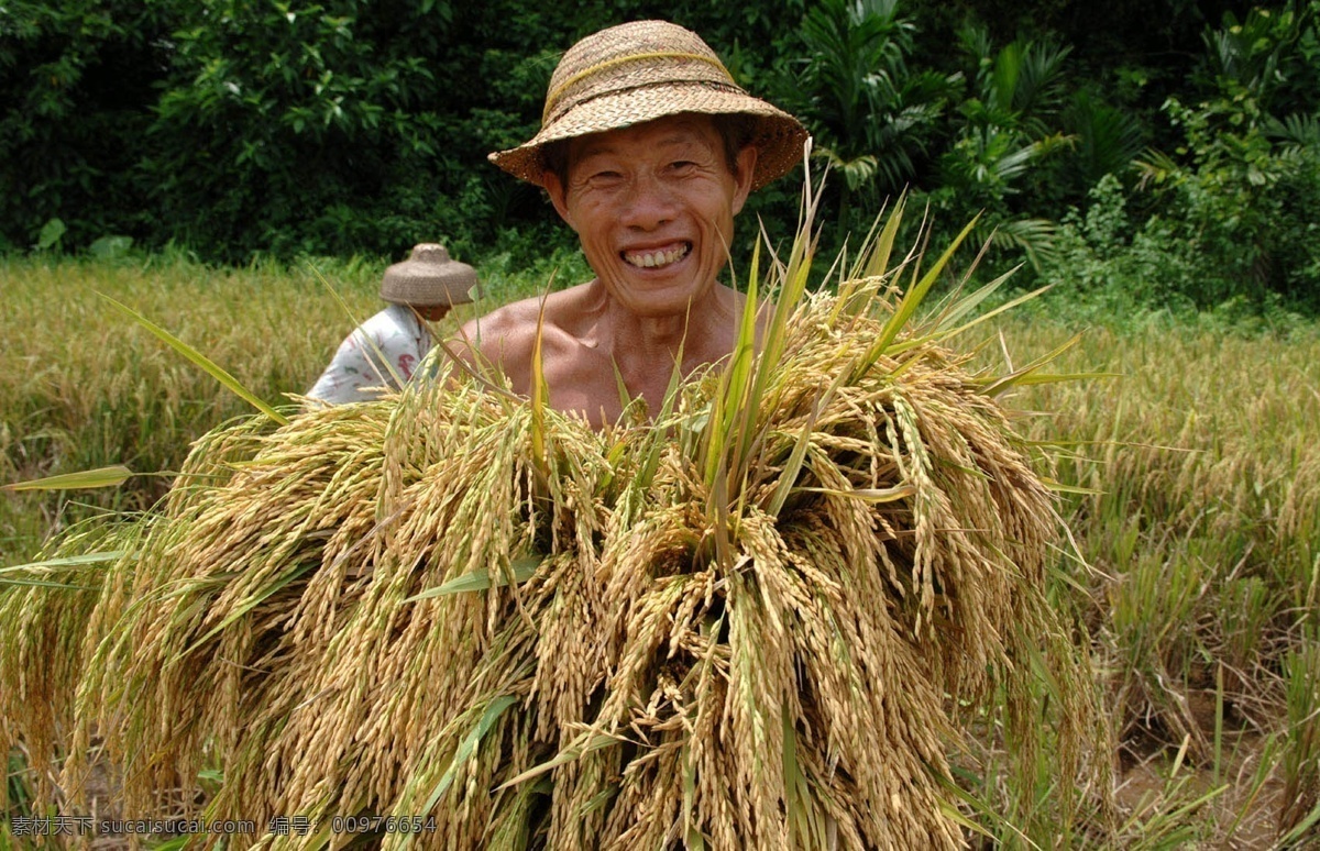 稻穗 稻谷 田园风光 自然景观