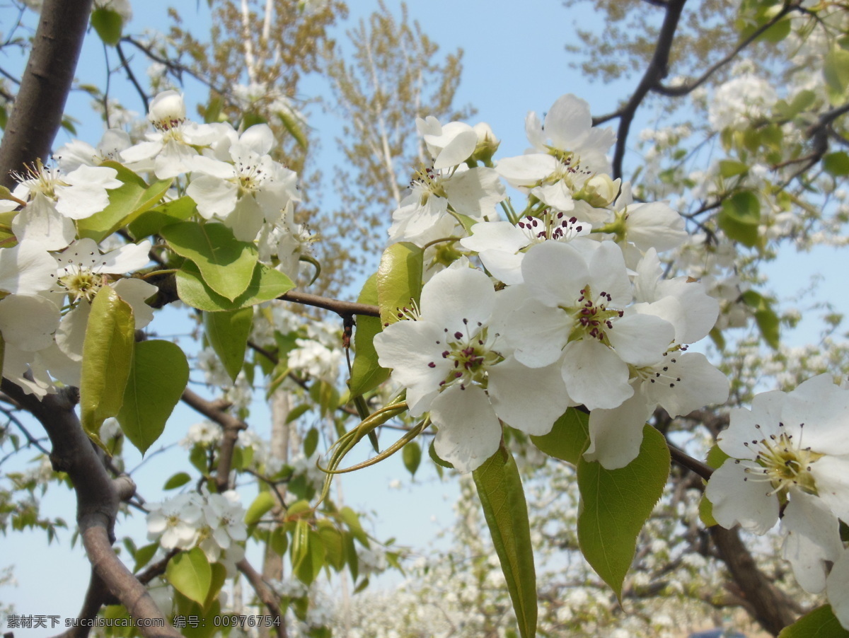 梨花 白色花 春天 高清图 花瓣 花草 花蕊 蓝天 梨树 生物世界 psd源文件