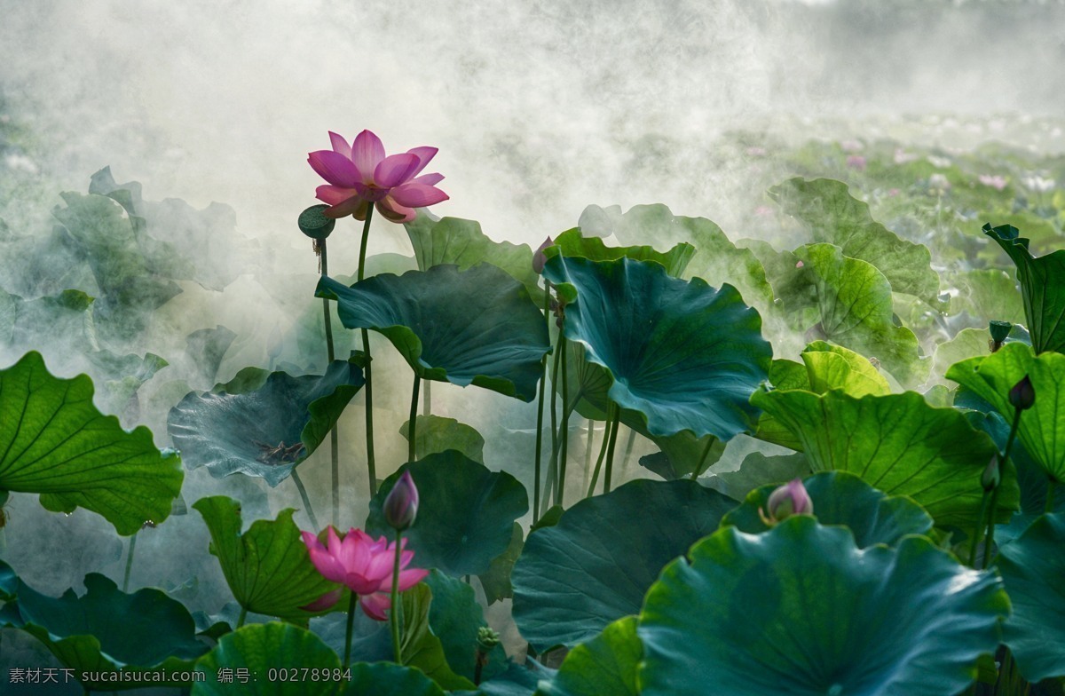 荷花 花卉 花朵 花瓣 花艺 生物世界 花草 海报