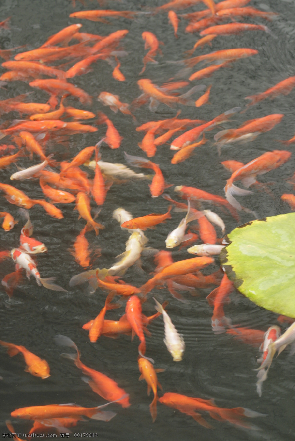 池塘免费下载 池塘 鲤鱼 生物世界 鱼类