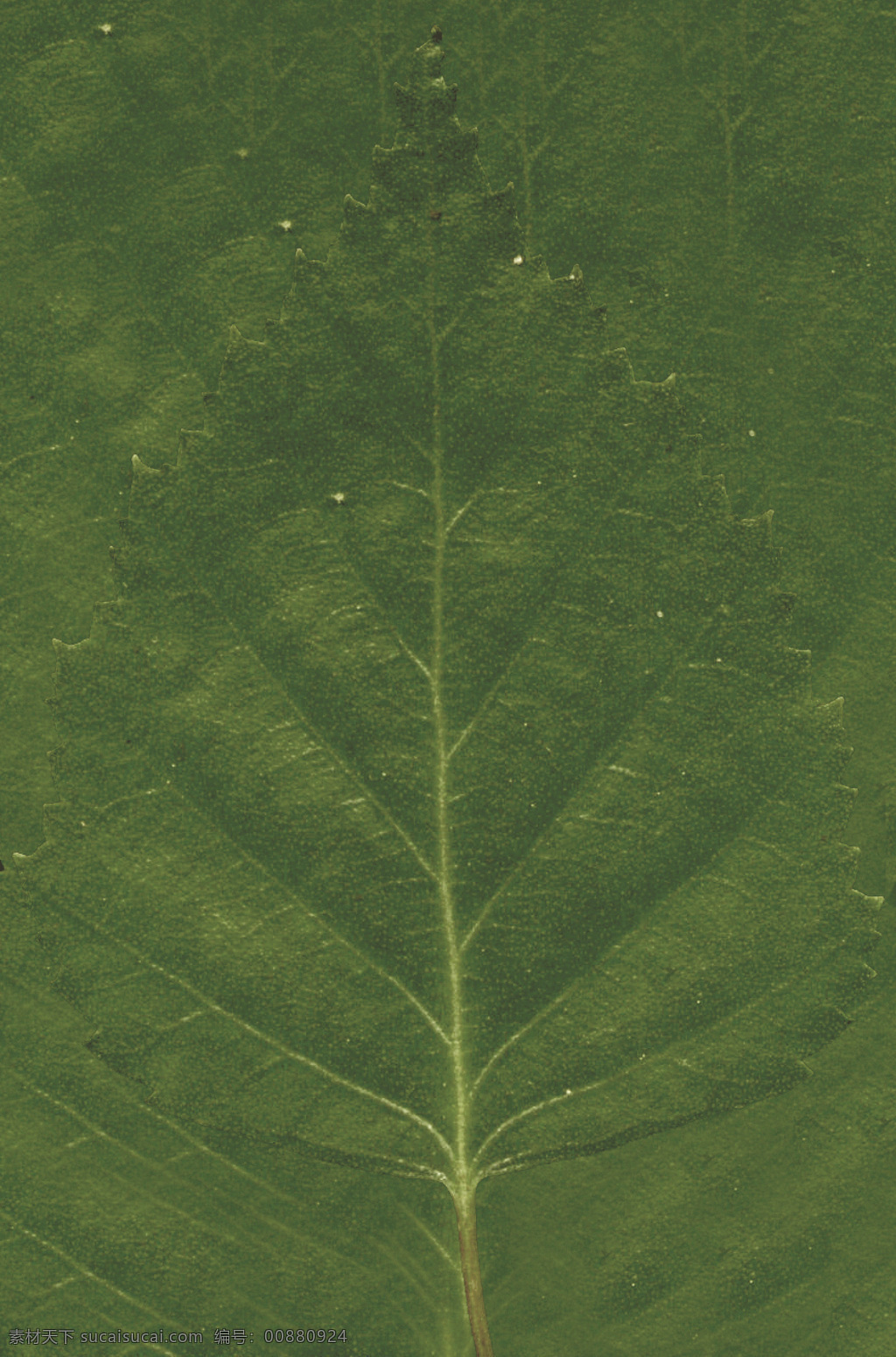 tree 带 贴图 高 精细 桦树 betula 树 植物模型 树木模型 3d模型素材 动植物模型