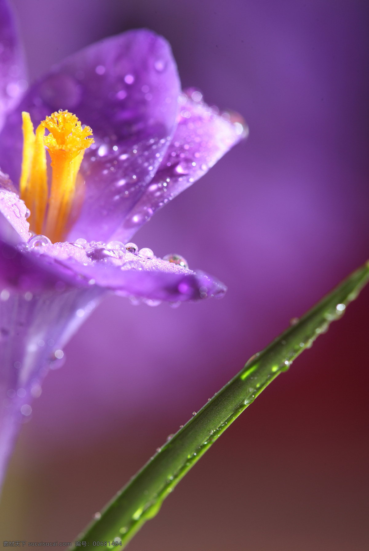 紫色 鲜花 上 露珠 水珠 美丽鲜花 花卉植物 鲜花摄影 漂亮花朵 紫色花朵 花草树木 生物世界