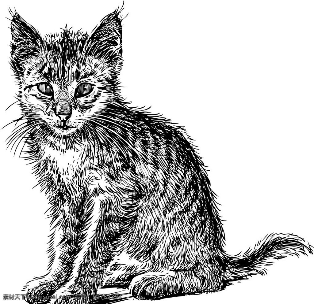 手绘猫 手绘动物 手绘 线描 素描 猫 宠物猫 宠物 猫咪 矢量 美术绘画 文化艺术 家禽家畜 生物世界