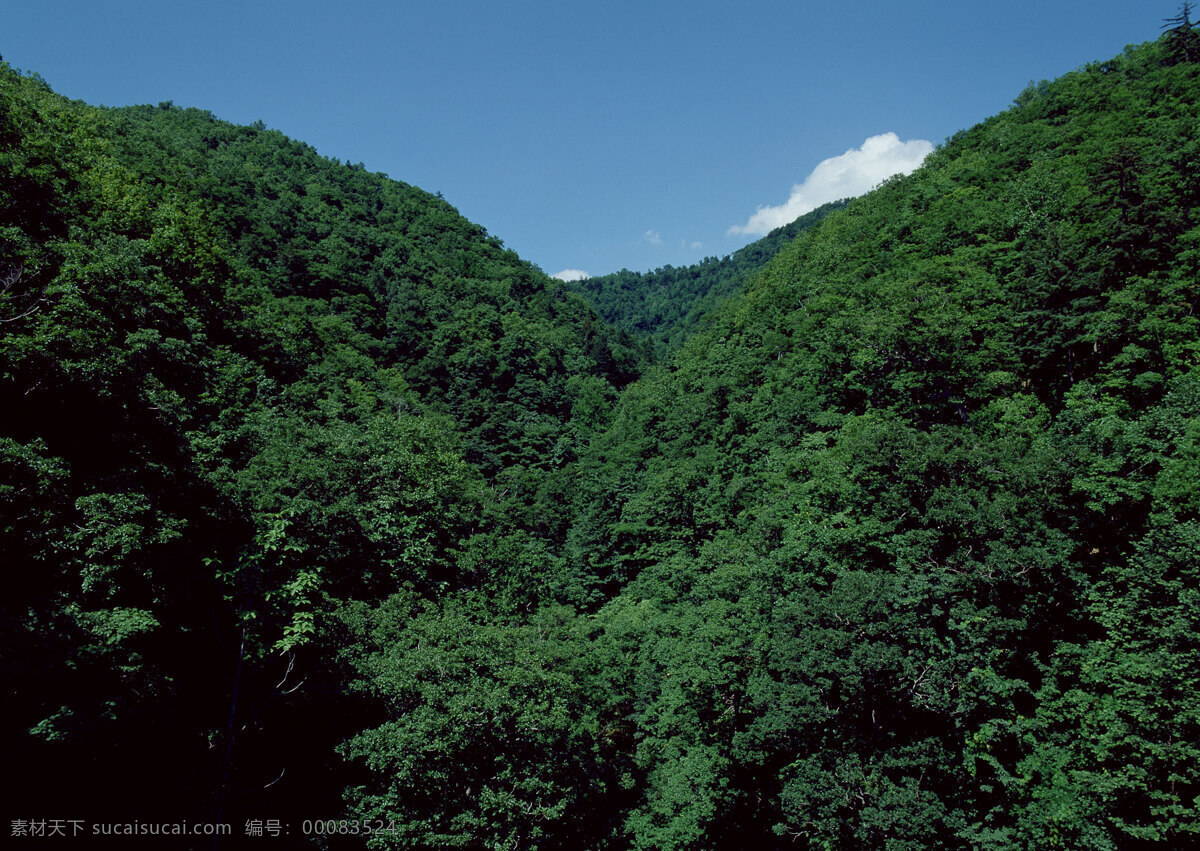 森林免费下载 白云 绿色 天空 林山 生物世界