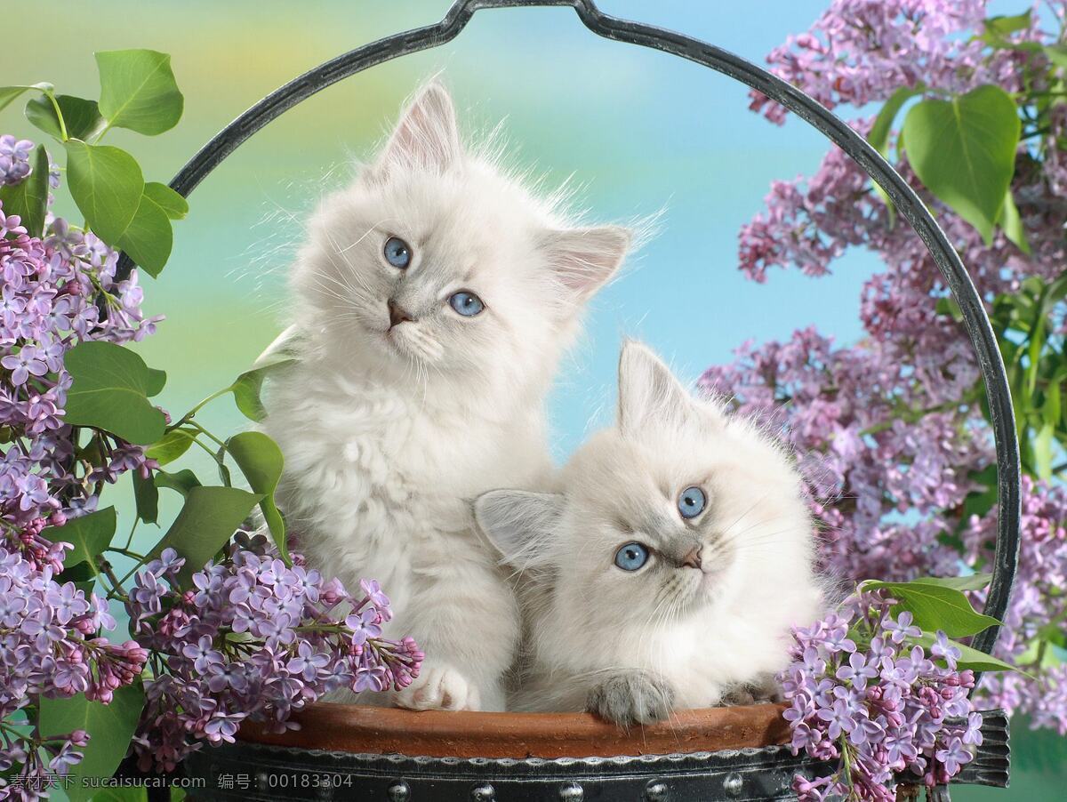 可爱 花篮 里 小猫 猫咪 花朵 花瓣 花叶 花草