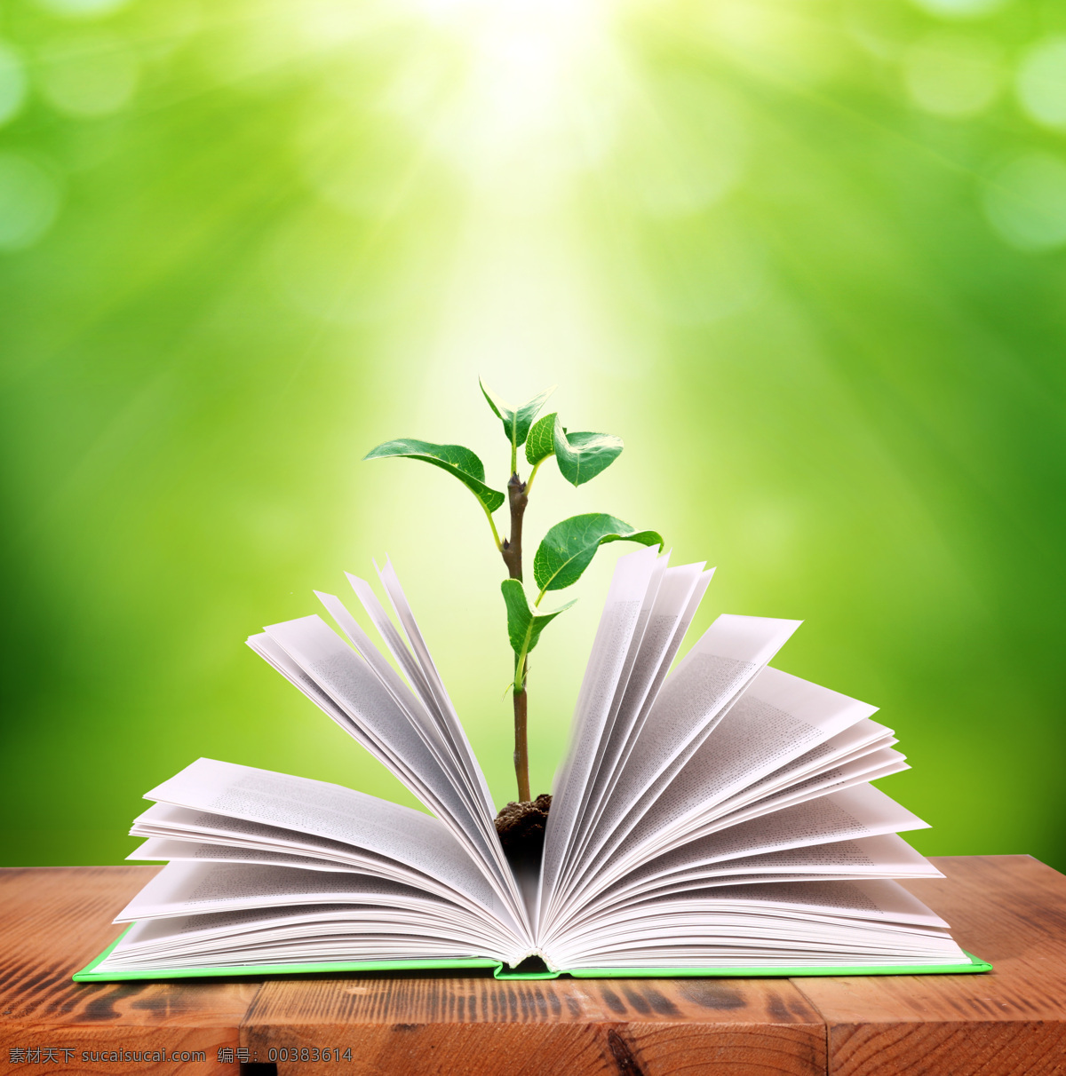 书本 里 小 树苗 小树苗 植物 学习教育 办公学习 生活百科 绿色