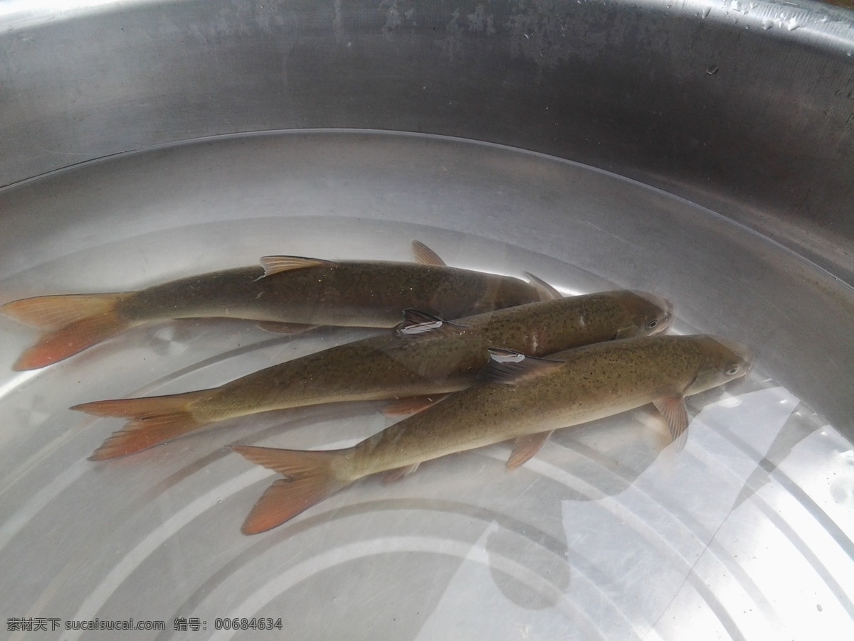 丙 穴 鱼 生物世界 鱼类 丙穴鱼 雅鱼 正宗雅鱼 野生鱼