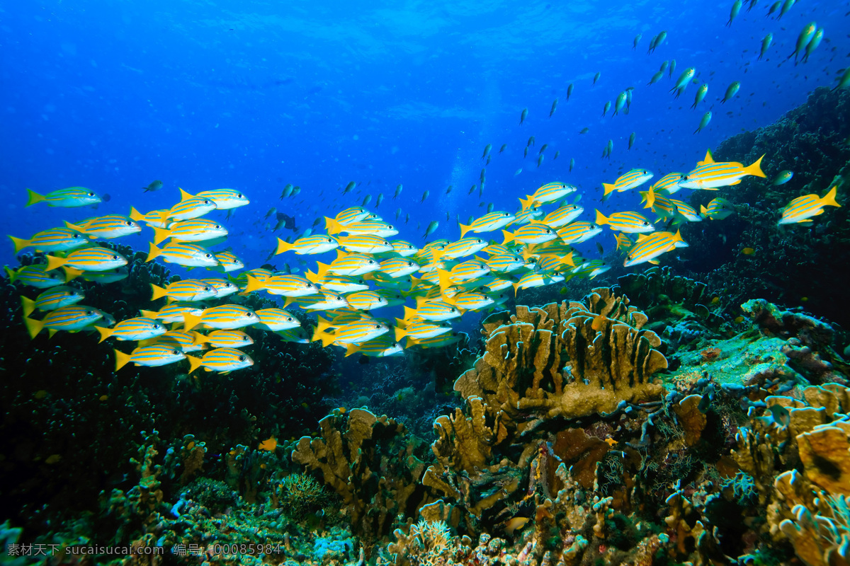 海底世界 海洋生物 鱼 海底 水草 鱼类 海底素材 大海 海水 鱼群 海底世界图片 珊瑚 海洋 生物世界