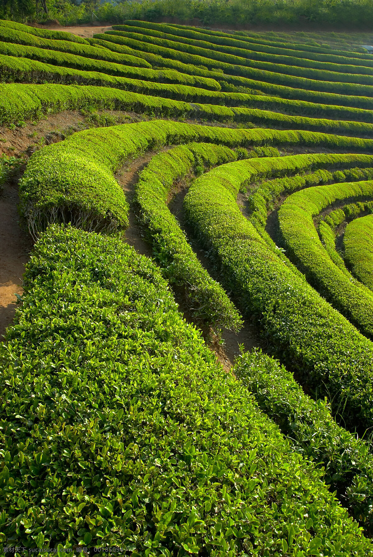 田园风光 绿茶林 山坡上的茶树 茂盛的树叶 盘山树木 自然景观