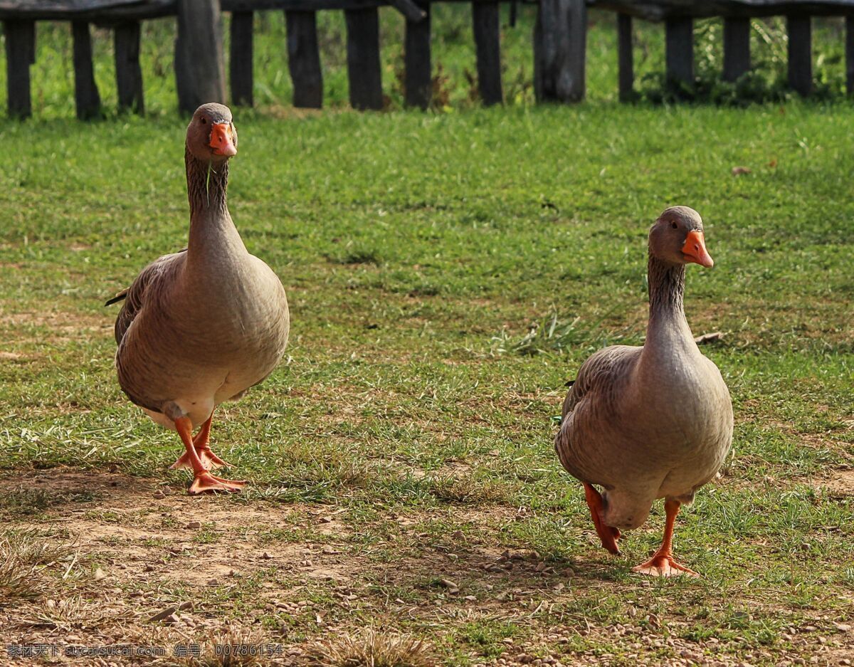 肉鹅 白鹅 鸟类 自然 家禽 农场 户外 大灰鹅 生物世界