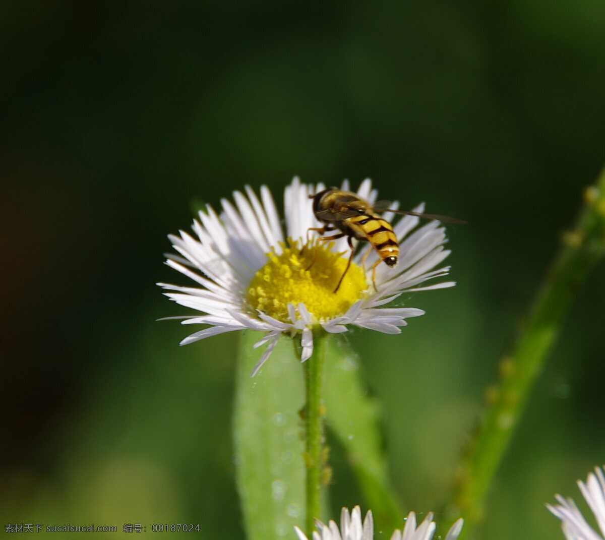 采花蜂 摄影图库 生物世界 昆虫 花卉 绿色 蜜蜂 田园风光 野花 花草